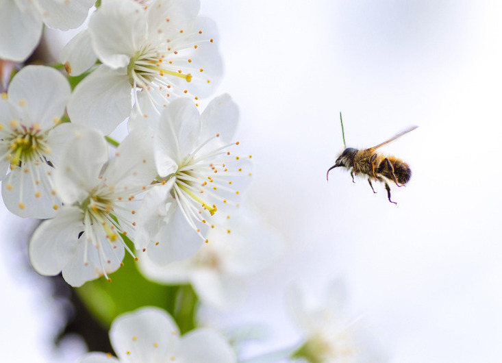 L'abeille ouvrière a les mêmes gènes que la reine, mais certains sont inhibés : le facteur épigénétique déterminant est l'alimentation.