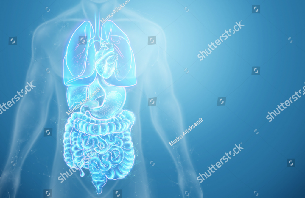 L'alimentation influence tous les organes du corps