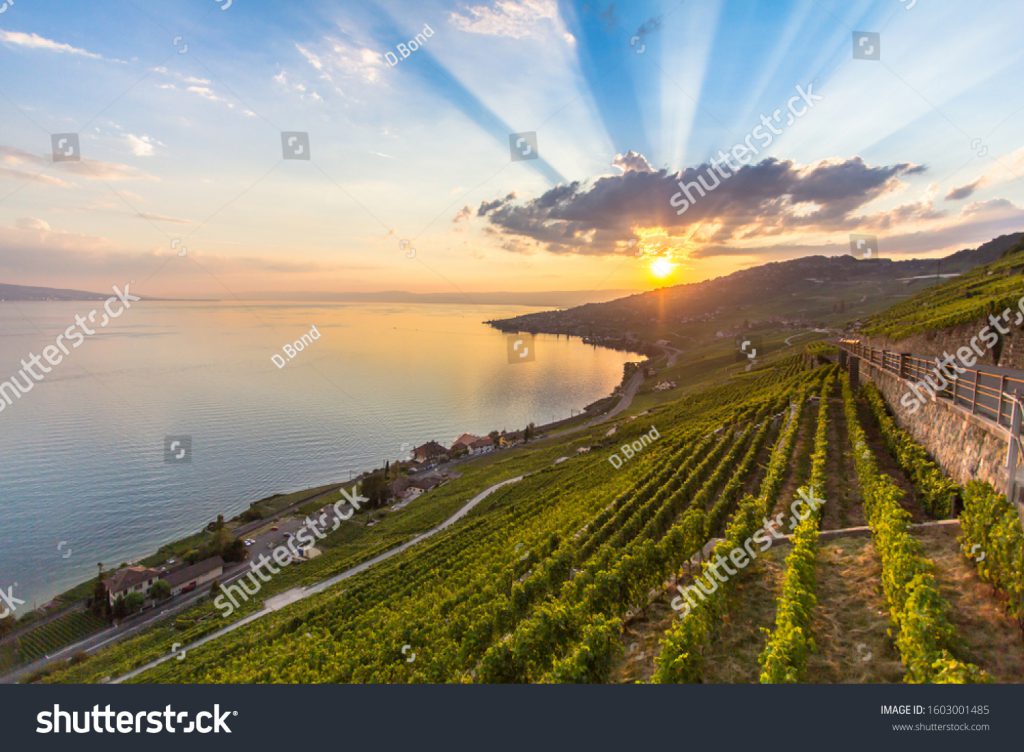 le vignoble de Lavaux sur les rives du Lac Léman