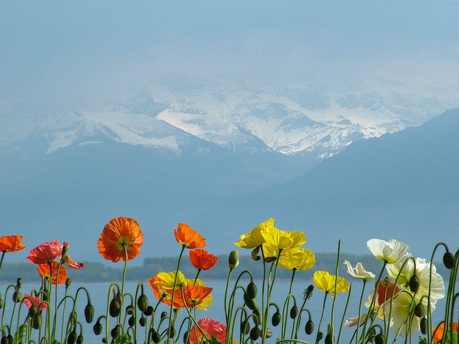 fleurs devant le Lac Léman et les montagnes des Alpes.